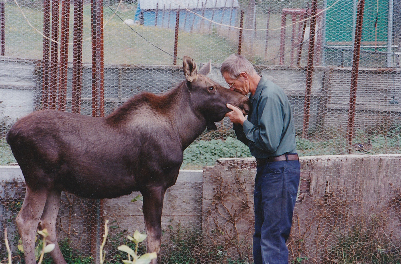 man standing in front of moose in fenced in enclosure, kissing its nose