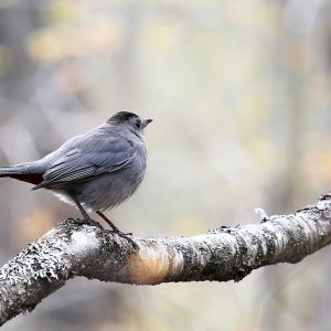 gray bird sitting on bare tree branch with blurred background