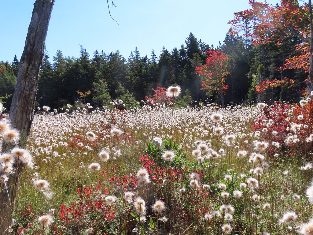 Cotton-grass-island-bog-Isle-au-Haut-John-DeWitt cotton grass, light fluffy grass in bog area