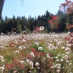 cotton grass, light fluffy grass in bog area