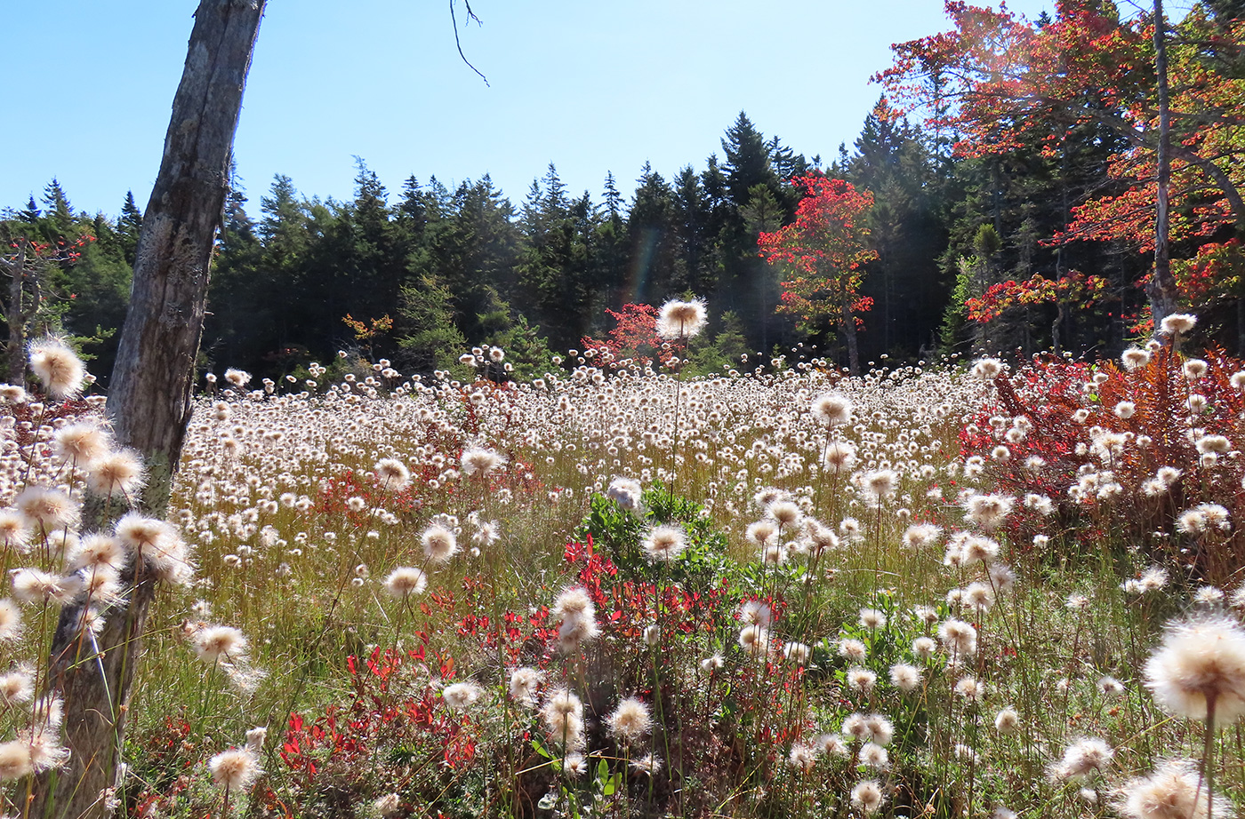 cotton grass, light fluffy grass in bog area