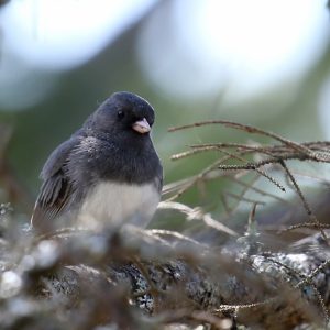 Dark-eyed Junco sitting on tree branch