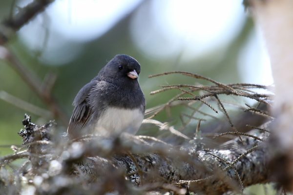 Dark-eyed Junco sitting on tree branch