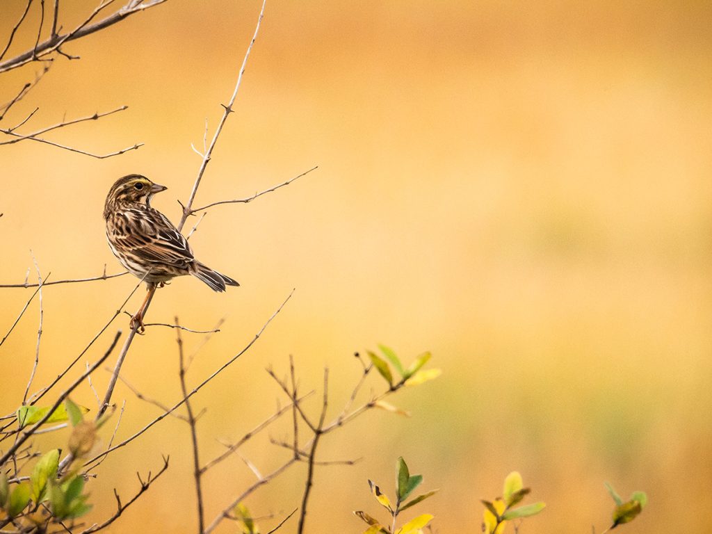 bird sitting on branch, looking to the right, with bright yellow background
