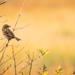 bird sitting on branch, looking to the right, with bright yellow background