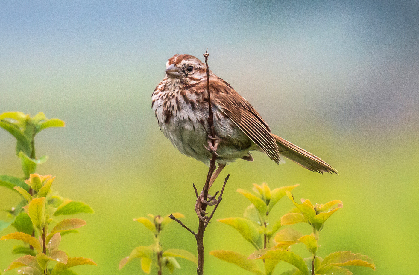 bird sitting on branch, with some green and yellow plants to the side and in the background