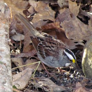 Bird with black and white and yellow head standing on ground on some leaves