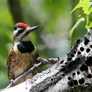 Bird with red stripe on head sitting on tree branch