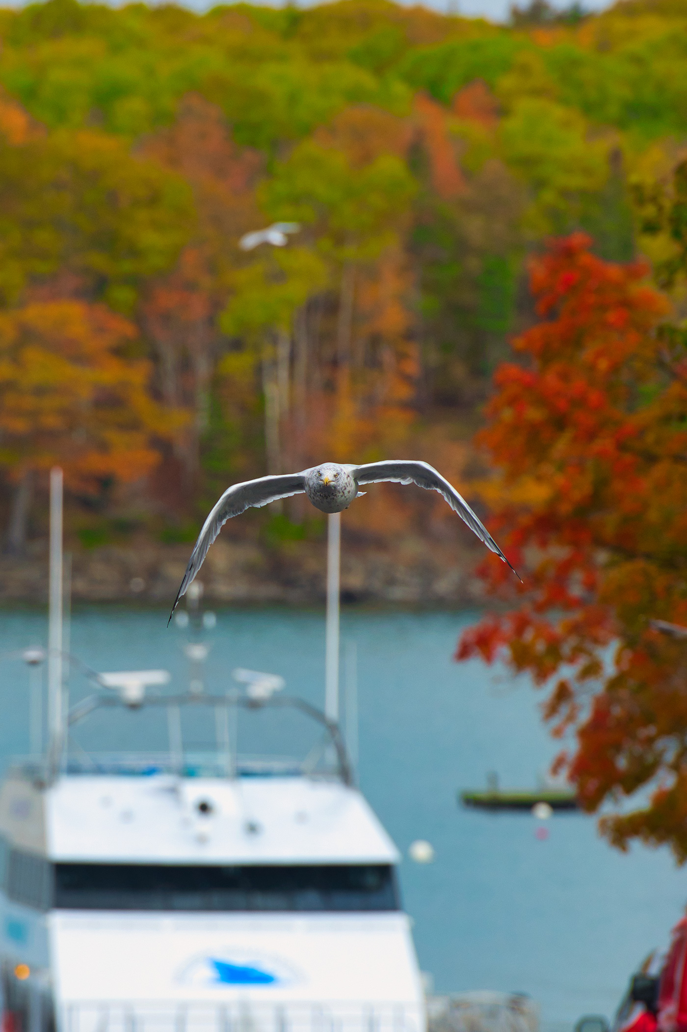Bird flying at camera over ocean and boat, with fall foliage in background