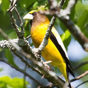 Yellow black and white bird sitting in tree branch looking to the left