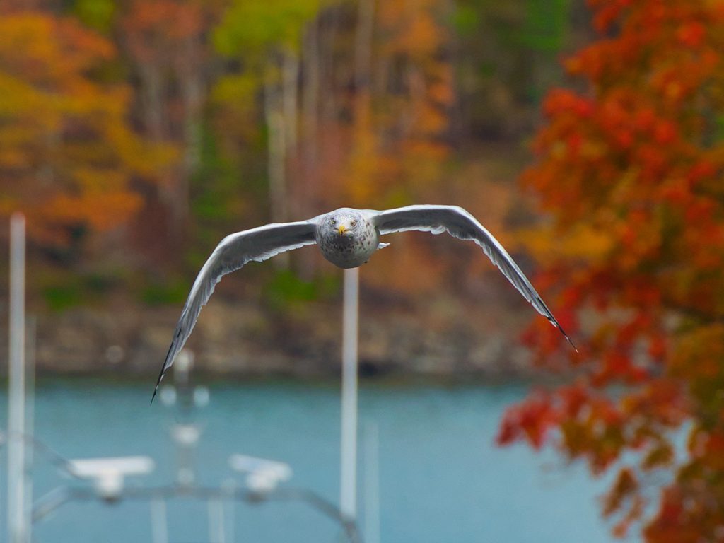 Bird flying at camera over ocean and boat, with fall foliage in background