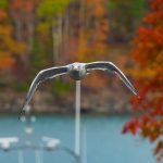 Bird flying at camera over ocean and boat, with fall foliage in background