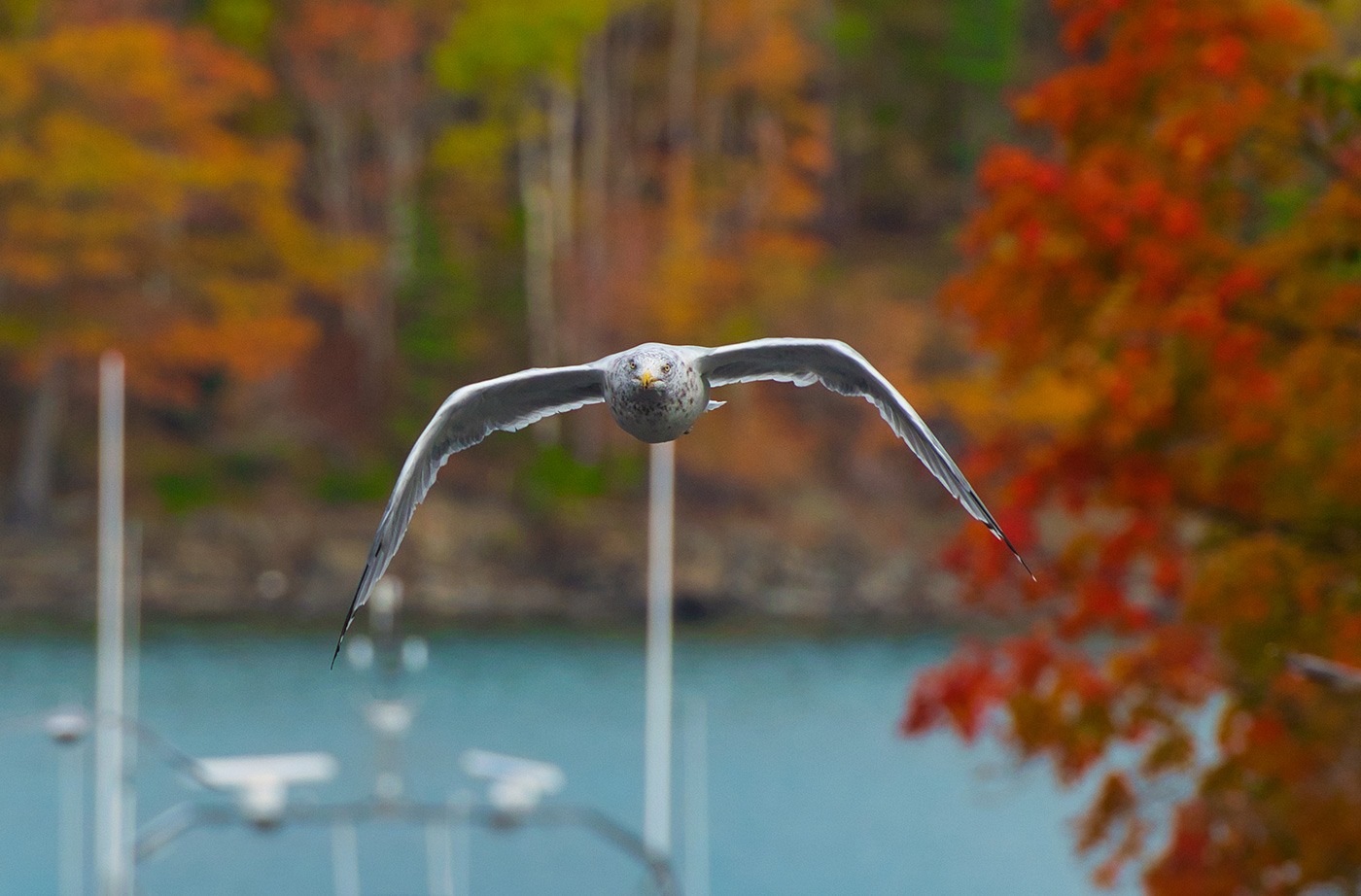 Bird flying at camera over ocean and boat, with fall foliage in background