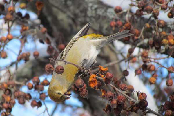 Female Pine Grosbeak eating berries on tree branch