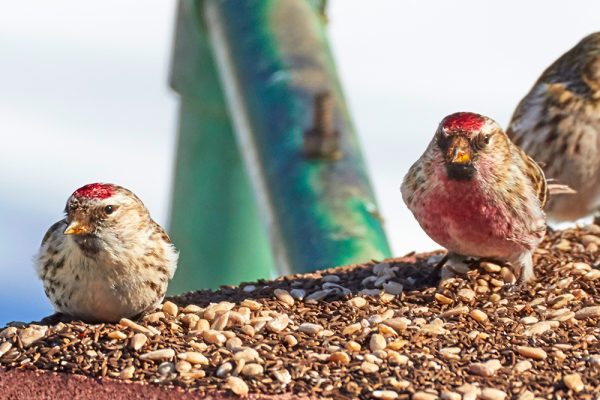 two Redpolls sitting on seed at bird feeder