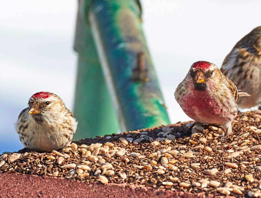 two Redpolls sitting on seed at bird feeder