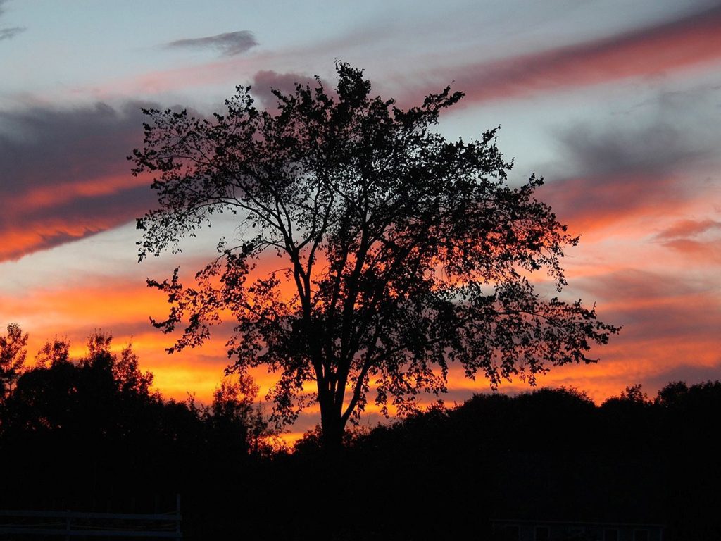 elm tree at sunset with bright orange and pink sky behind it.