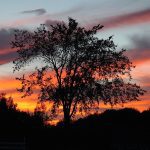 elm tree at sunset with bright orange and pink sky behind it.