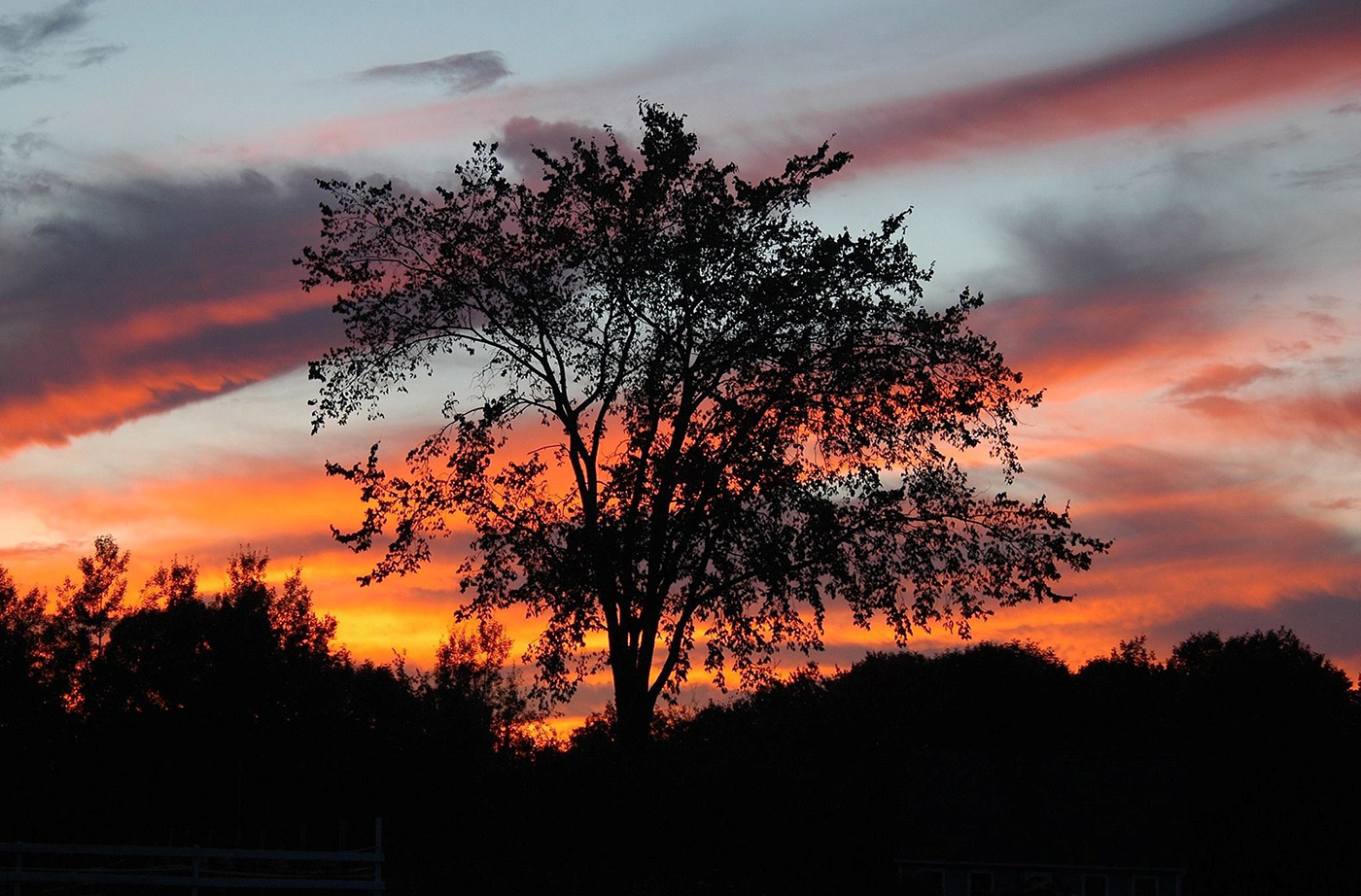 elm tree at sunset with bright orange and pink sky behind it.