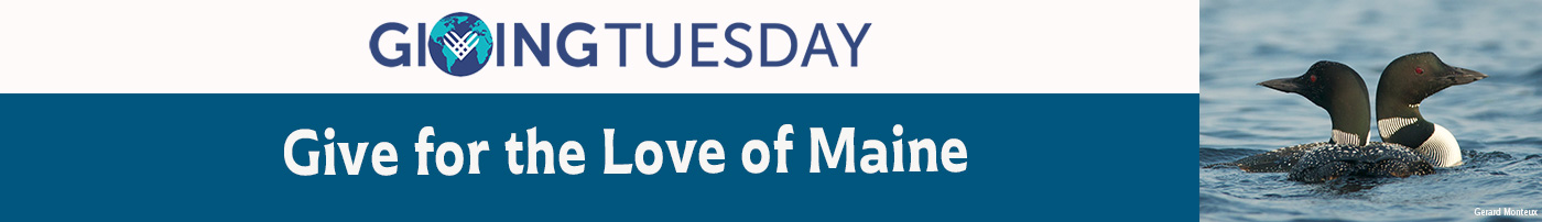 two loons and Giving Tuesday text