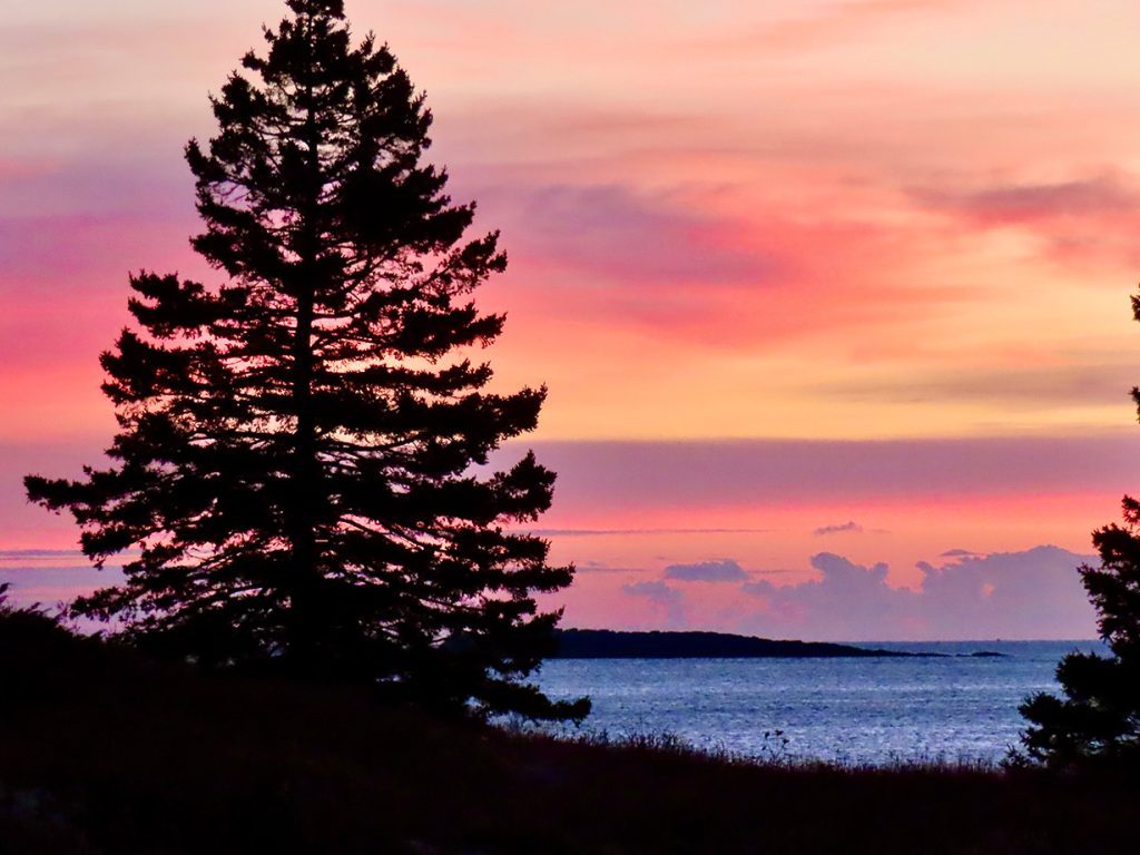 pink sunrise over water with darkened evergreen tree in foreground during sunrise