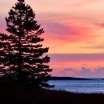 pink sunrise over water with darkened evergreen tree in foreground during sunrise