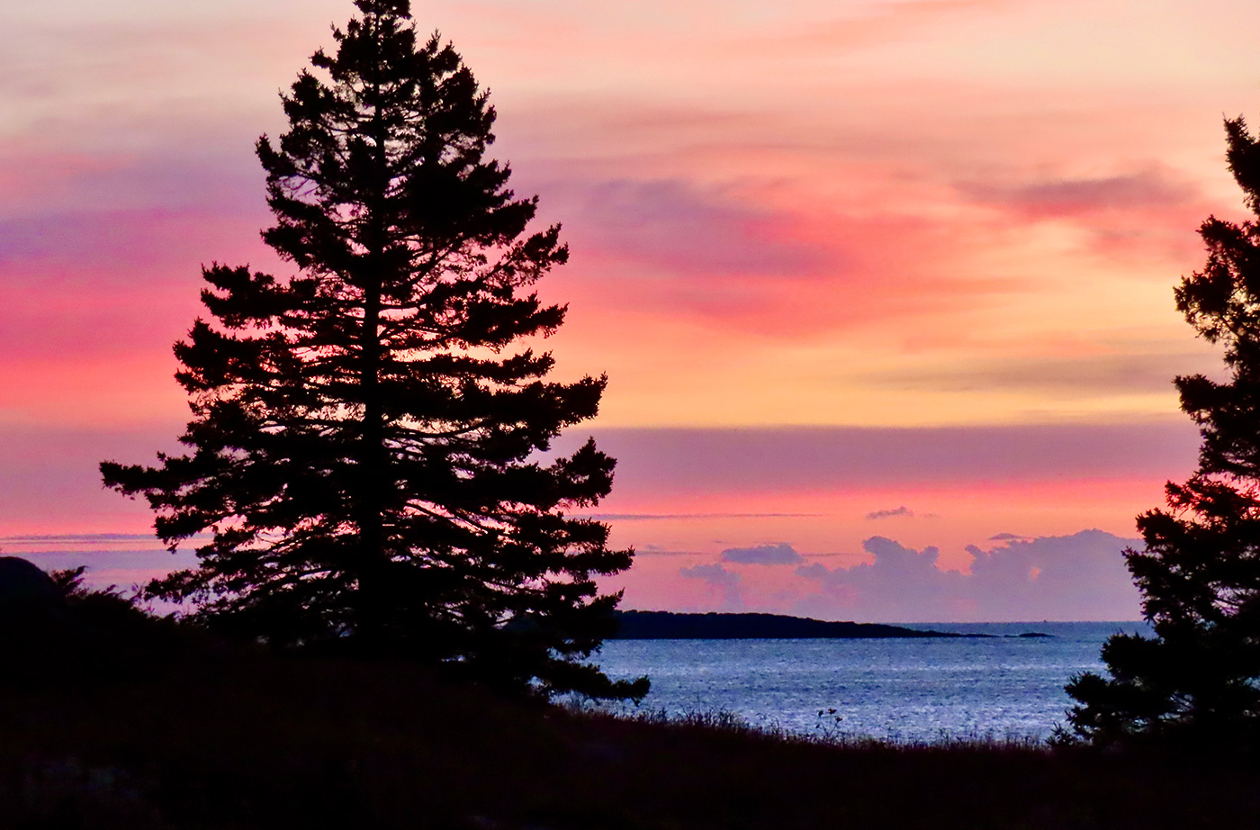 pink sunrise over water with darkened evergreen tree in foreground during sunrise