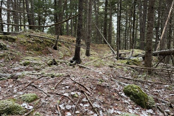 forest near NECEC transmission line