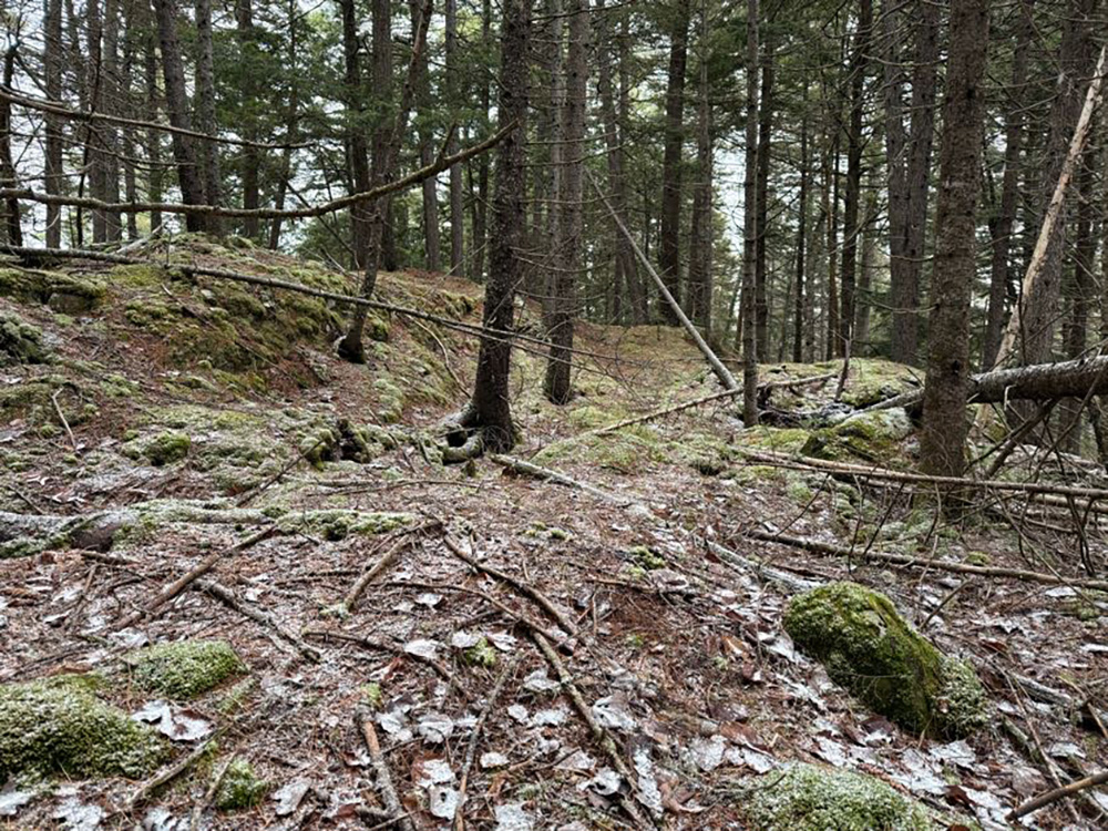 forest near NECEC transmission line