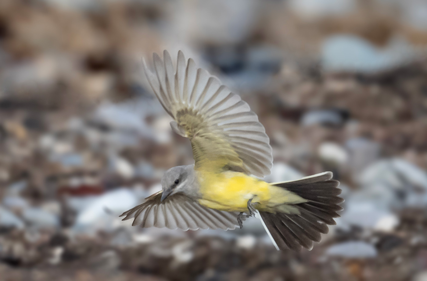 Yellow and gray bird with wings stretched out flying midair