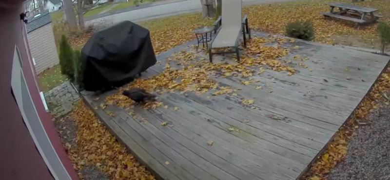 Turkey Vulture standing on porch near covered BBQ grill