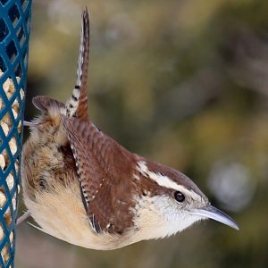 bird facing away from suet feeder