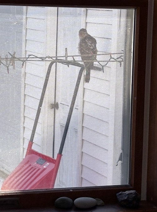 Hawk on snow shovel viewed through screen window