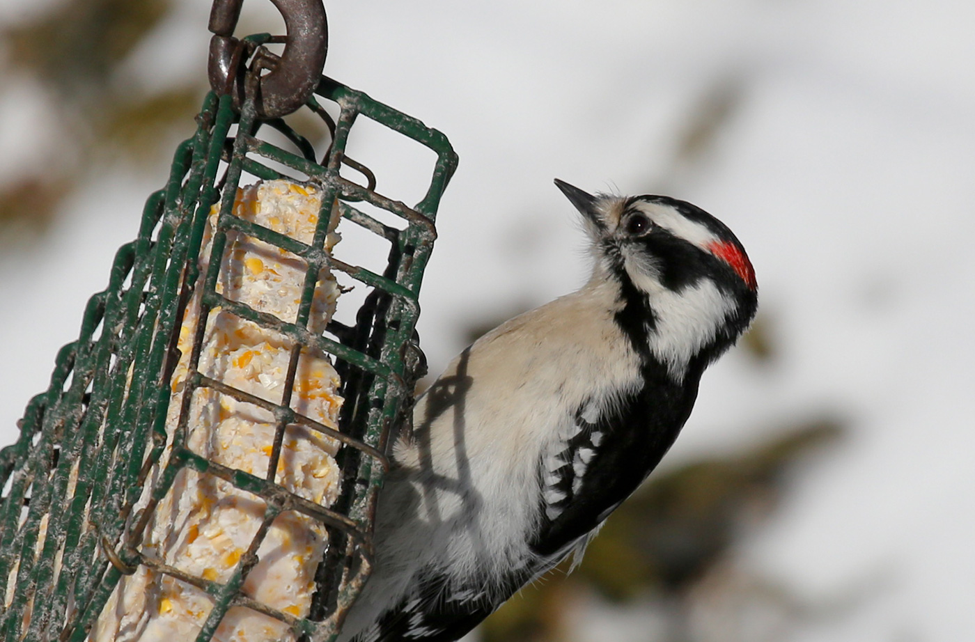 woodpecker on suet feeder