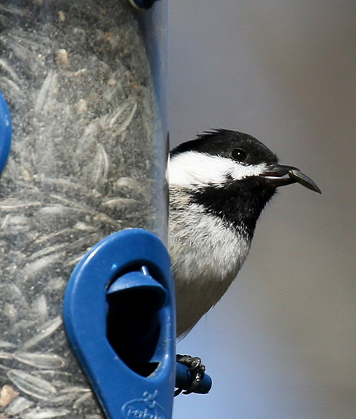 chickadee on blue bird feeder with seed in its mouth