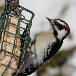 woodpecker on suet feeder