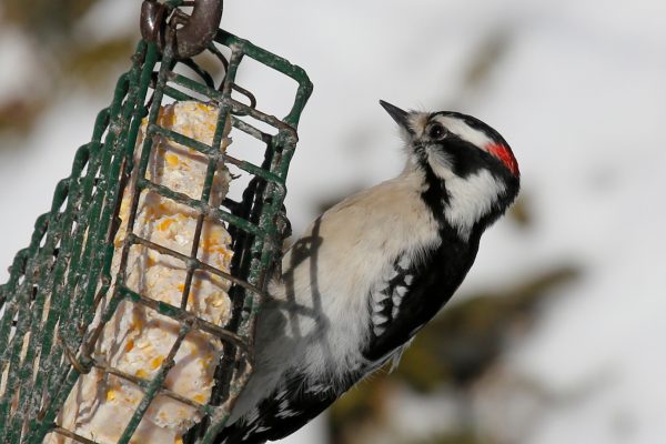 woodpecker on suet feeder