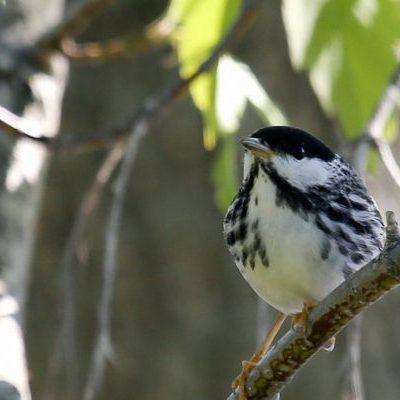 Blackpoll Warbler in tree
