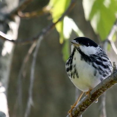 BLACKPOLL-WARBLER_0040-1-David-Small Blackpoll Warbler in tree