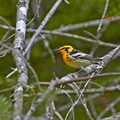 blackburnian Blackburnian Warbler by Pam Wells